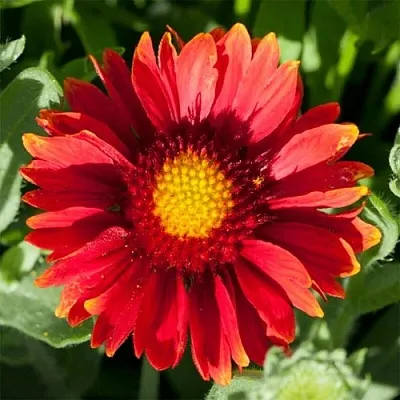 Гайлардия АРИЗОНА РЕД ШЕЙДС в Коломне