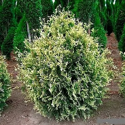 Туя ГОЛД ПЕРЛ западная  Туя ГОЛД ПЕРЛ западная в Коломне