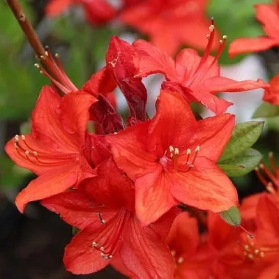 Азалия ПАРКФАЕР листопадная в Коломне