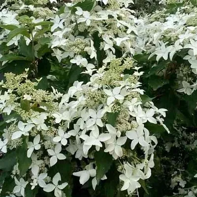 Гортензия МЭДЖИКАЛ СТАРЛАЙТ метельчатая  Гортензия МЭДЖИКАЛ СТАРЛАЙТ метельчатая в Коломне