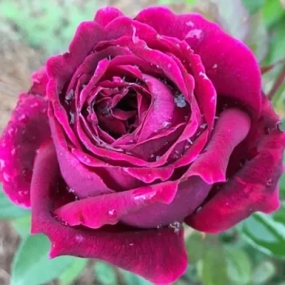 Саженцы роз РОЯЛ ПАЛАС японская  Саженцы роз РОЯЛ ПАЛАС японская в Коломне