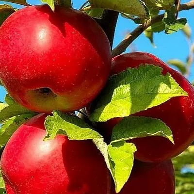 Зимние сорта в Коломне