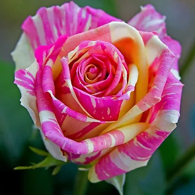 Саженцы роз ФИЕСТА чайно-гибридная в Коломне