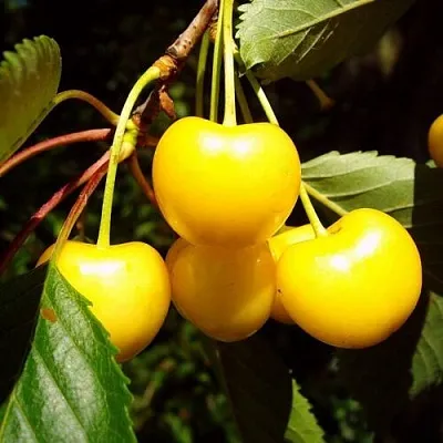 Черешня ЖУРБА  Черешня ЖУРБА в Коломне