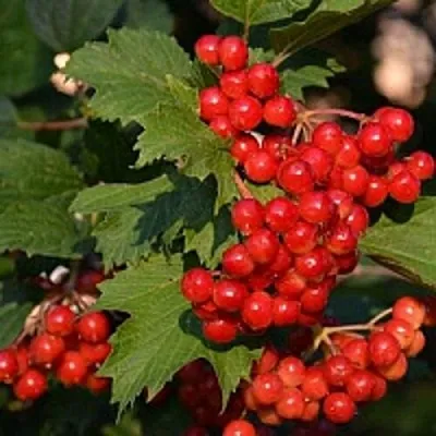 Калина  Калина в Коломне