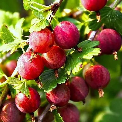 Крыжовник САДКО  Крыжовник САДКО в Коломне