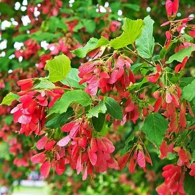 Клен татарский  Клен татарский в Коломне