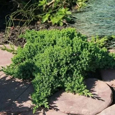 Можжевельник АВАСИ лежачий  Можжевельник АВАСИ лежачий в Коломне