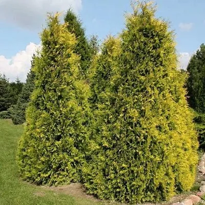 Туя АУРЕОСПИКАТА западная  Туя АУРЕОСПИКАТА западная в Коломне