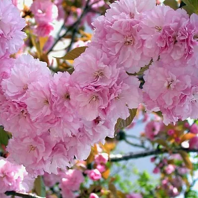 Сакура ОШИДАРЕ  Сакура ОШИДАРЕ в Коломне