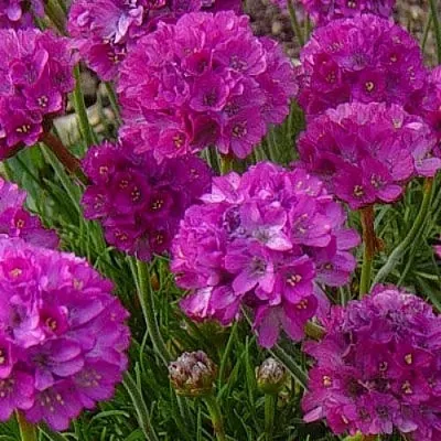 Армерия МОНИНГ СТАР ДИП РОУЗ в Коломне