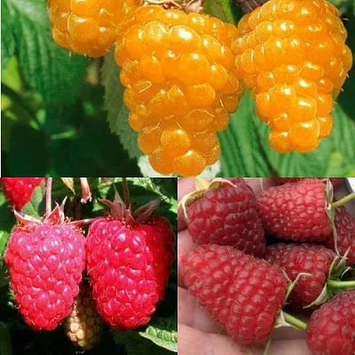 Комплект ЗОЛОТАЯ МАЛИНА в Коломне