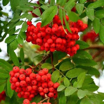 Рябина ОБЫКНОВЕННАЯ в Коломне