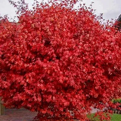 Клен гиннала   Клен гиннала  в Коломне