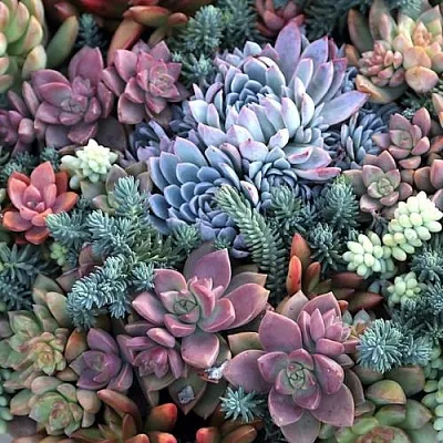 Суккуленты в Коломне