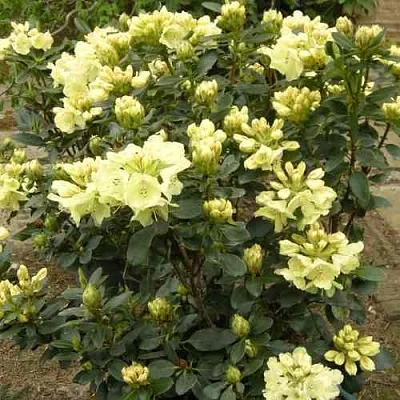 Рододендрон ГОЛДКРОН  Рододендрон ГОЛДКРОН в Коломне