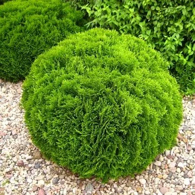 Туя ДАНИКА западная  Туя ДАНИКА западная в Коломне