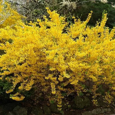 Форзиция ГОЛДЗАУБЕР средняя  Форзиция ГОЛДЗАУБЕР средняя в Коломне