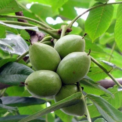 Орех маньчжурский МИЧУРИНЕЦ в Коломне