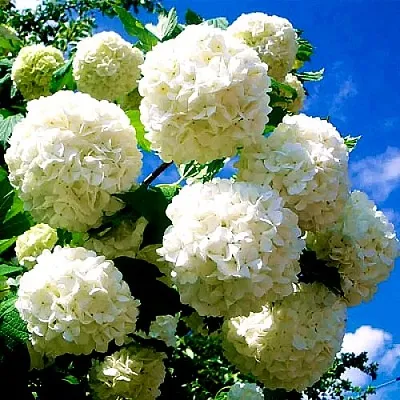 Калина БУЛЬДЕНЕЖ  Калина БУЛЬДЕНЕЖ в Коломне