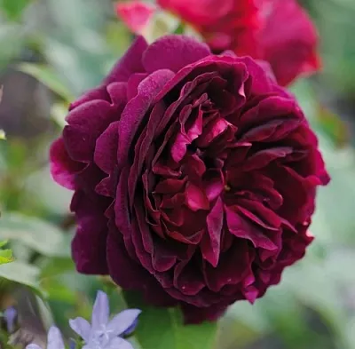 Саженцы роз МАНСТЕД ВУД английская  Саженцы роз МАНСТЕД ВУД английская в Коломне