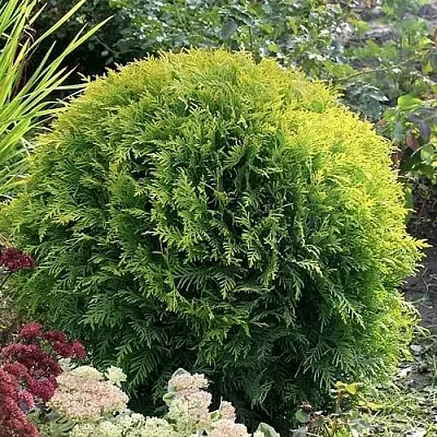 Туя ЕЛЛОУ ГЛОБ западная  Туя ЕЛЛОУ ГЛОБ западная в Коломне