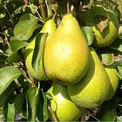 Груша ПАТЕН (ГЛУБОКСКАЯ)  Груша ПАТЕН (ГЛУБОКСКАЯ) в Коломне