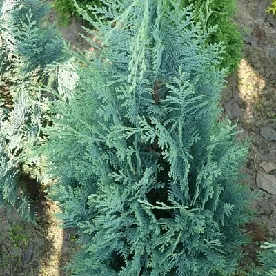 Кипарисовик КОЛУМНАРИС лавсона  Кипарисовик КОЛУМНАРИС лавсона в Коломне