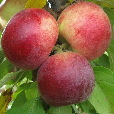 Яблоня БАЛЕРИНА ФЛАМЕНКО колонновидная  Яблоня БАЛЕРИНА ФЛАМЕНКО колонновидная в Коломне