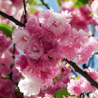 Сакура ПИНК ПЕРФЕКШН  Сакура ПИНК ПЕРФЕКШН в Коломне