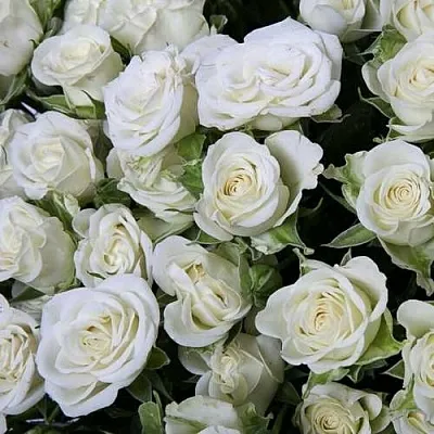 Саженцы роз СНОУФЛЕЙК спрей  Саженцы роз СНОУФЛЕЙК спрей в Коломне