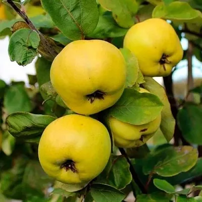 Айва ЯБЛОКОВИДНАЯ в Коломне