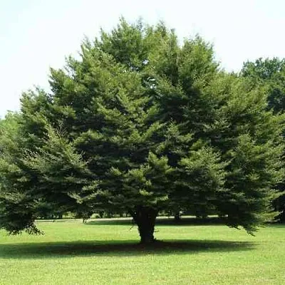 Бук обыкновенный  Бук обыкновенный в Коломне