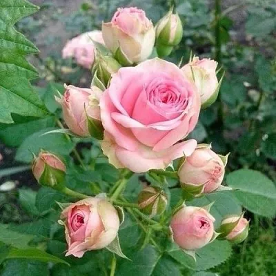 Саженцы роз МИМИ ЭДЕН спрей  Саженцы роз МИМИ ЭДЕН спрей в Коломне