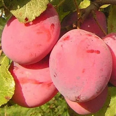 Слива ФАВОРИТЕ ДЕ СУЛТАНО в Коломне