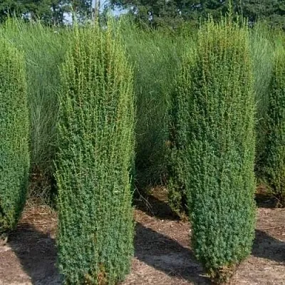 Можжевельник ХИБЕРНИКА обыкновенный  Можжевельник ХИБЕРНИКА обыкновенный в Коломне