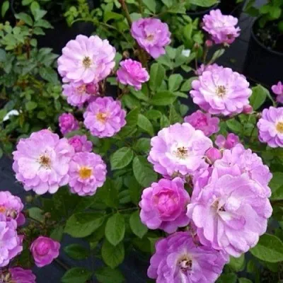 Саженцы роз РАЙМОНД ПРИВАТ полиантовая в Коломне