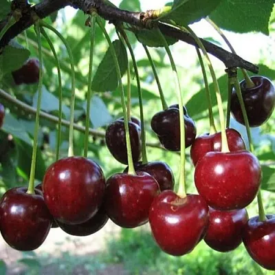 Вишня БЫСТРИНКА  Вишня БЫСТРИНКА в Коломне