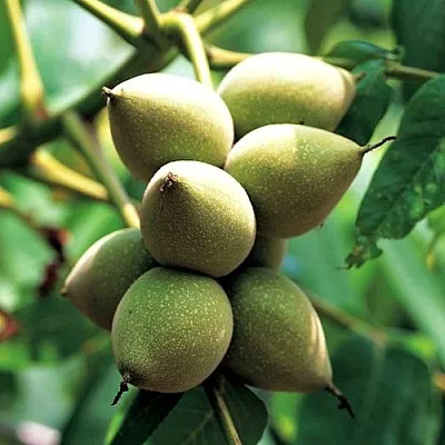 Орех МАНЬЧЖУРСКИЙ в Коломне