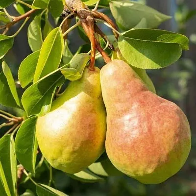 Летние сорта Летние сорта в Коломне