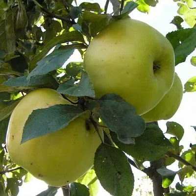 Яблоня Антоновка Обыкновенная в Коломне