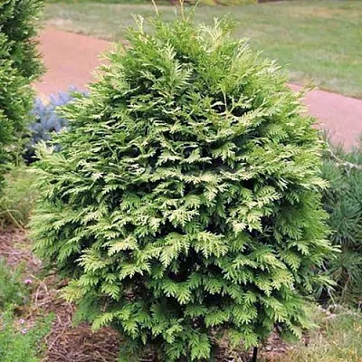 Туя ВАРЕАНА ЛЮТЕСЦЕНС западная  Туя ВАРЕАНА ЛЮТЕСЦЕНС западная в Коломне