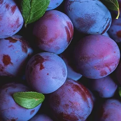 Слива  Слива в Коломне