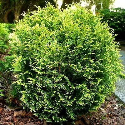 Туя ВОТЕРФИЛД западная  Туя ВОТЕРФИЛД западная в Коломне