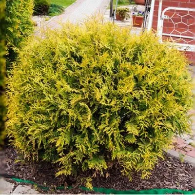 Туя КОЛЛЕРС ГОЛД складчатая  Туя КОЛЛЕРС ГОЛД складчатая в Коломне