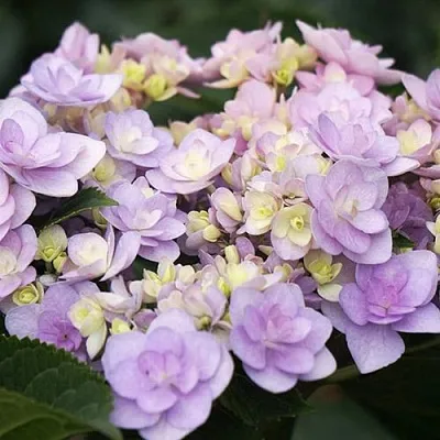 Гортензия Ю ЭНД МИ ФОРЕВЕР крупнолистная в Коломне