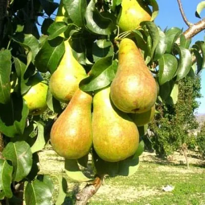 Груша Г-9 колонновидная  Груша Г-9 колонновидная в Коломне