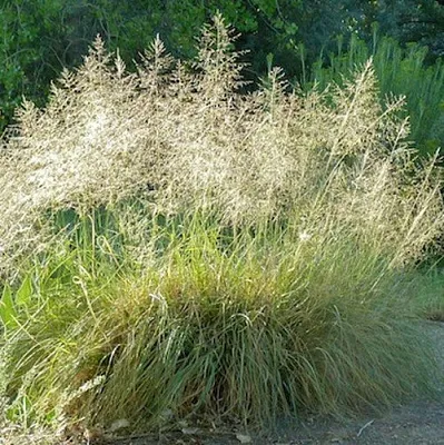 Каплесеменник воздушный в Коломне