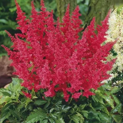 Астильба МОНТГОМЕРИ японская — описание сорта Астильба МОНТГОМЕРИ японская в Коломне