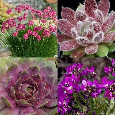 Комплект МИНИ САД в Коломне